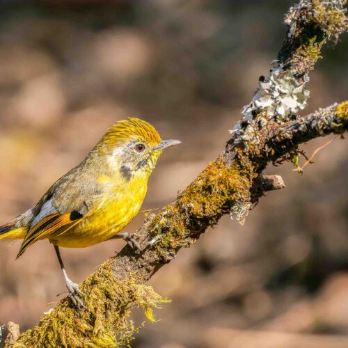 Bird Watching in Kathmandu Valley