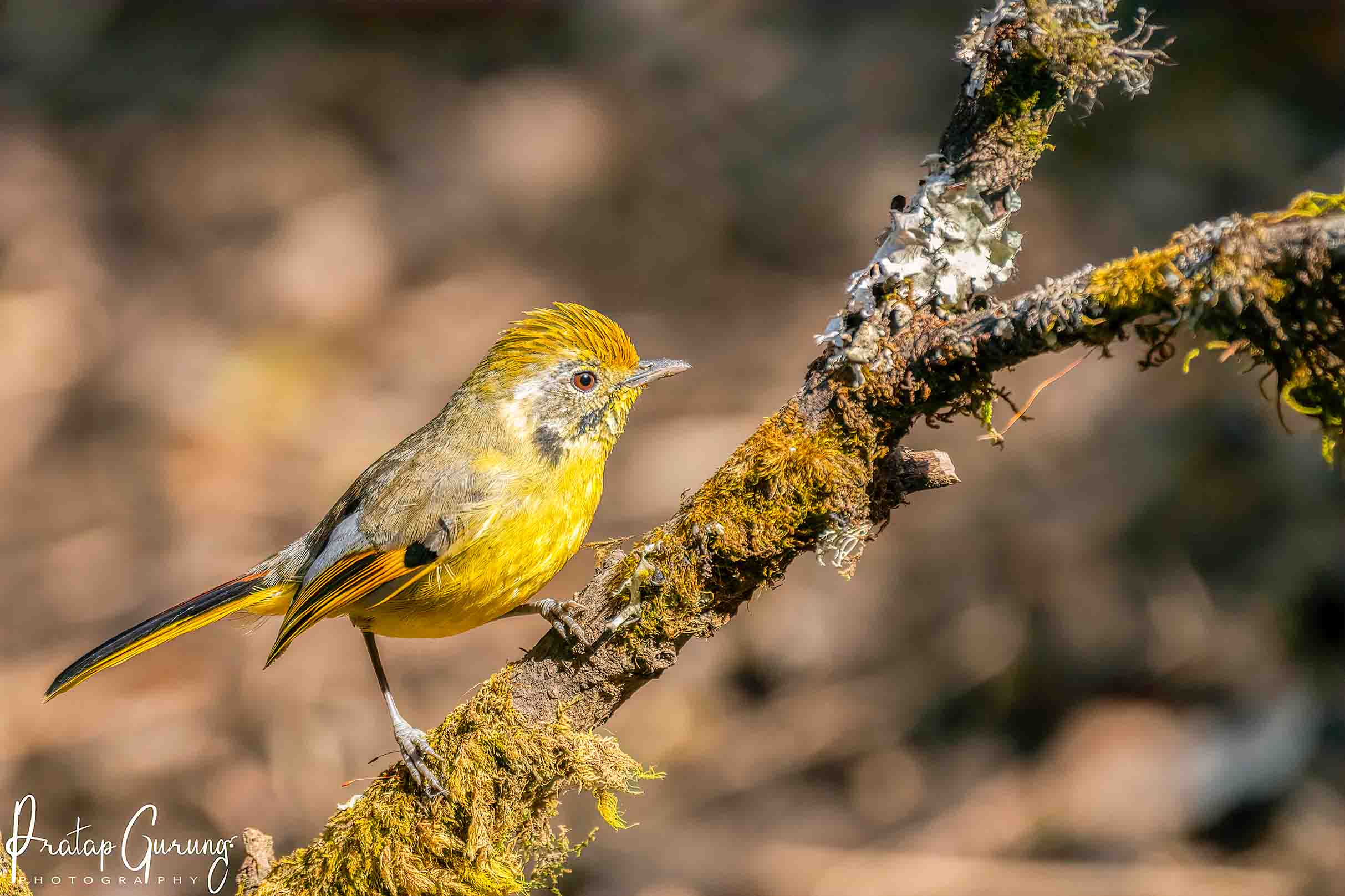 Trip Search Result 16 Bird Watching in Kathmandu Valley