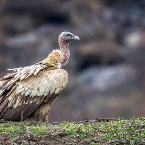 Bird Watching in Manaslu