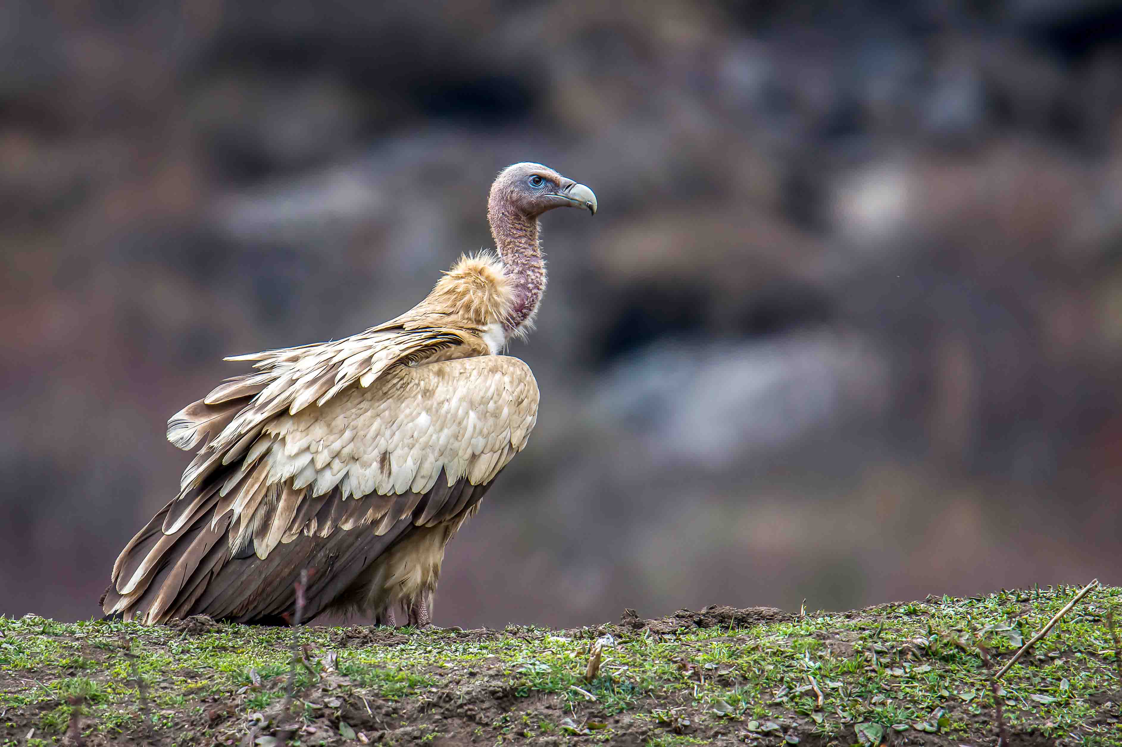 Bird Watching in Manaslu