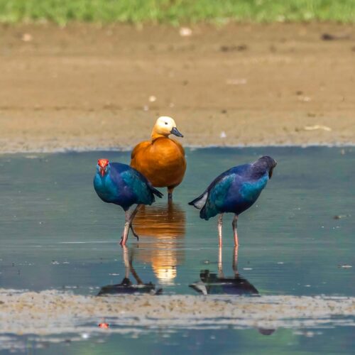 Bird Watching in Pokhara