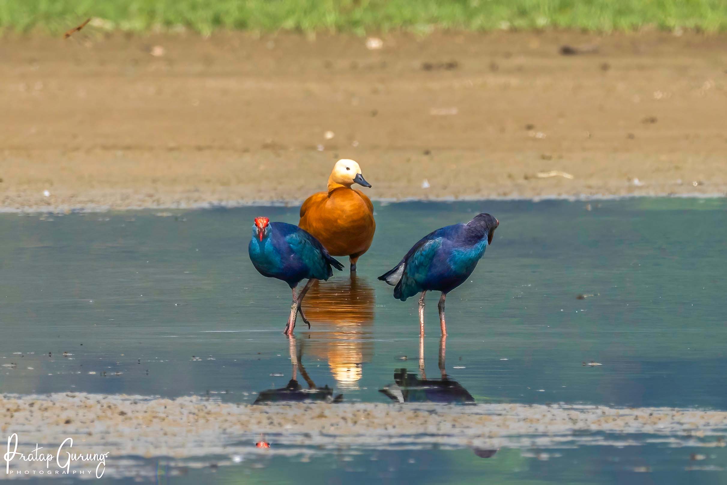 Trip Search Result 22 Bird Watching in Pokhara