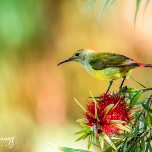 Bird Watching in Shivapuri