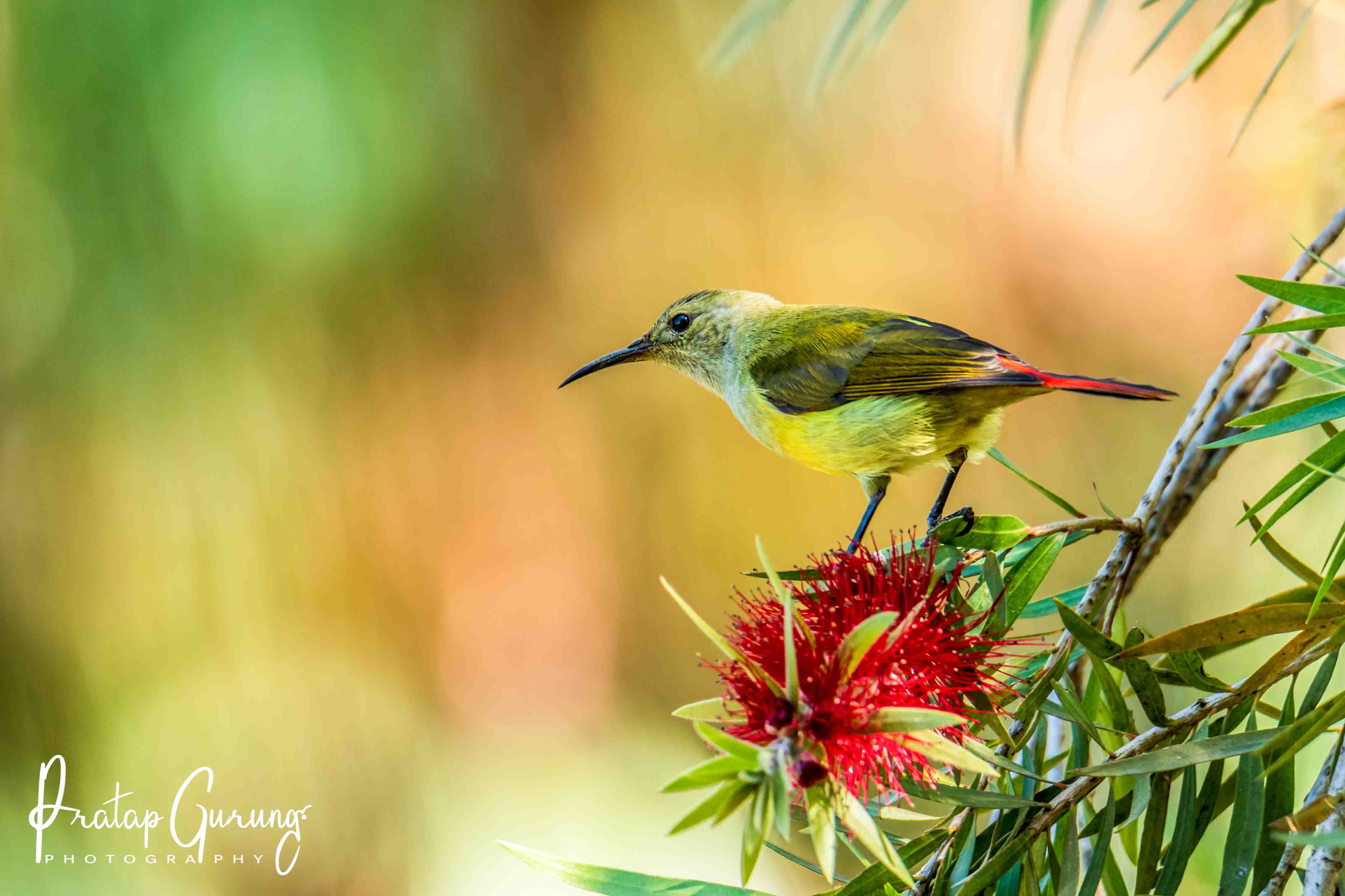 Bird Watching in Shivapuri