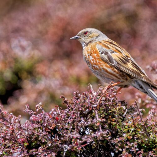 Birdwatching Trek in Gosainkunda