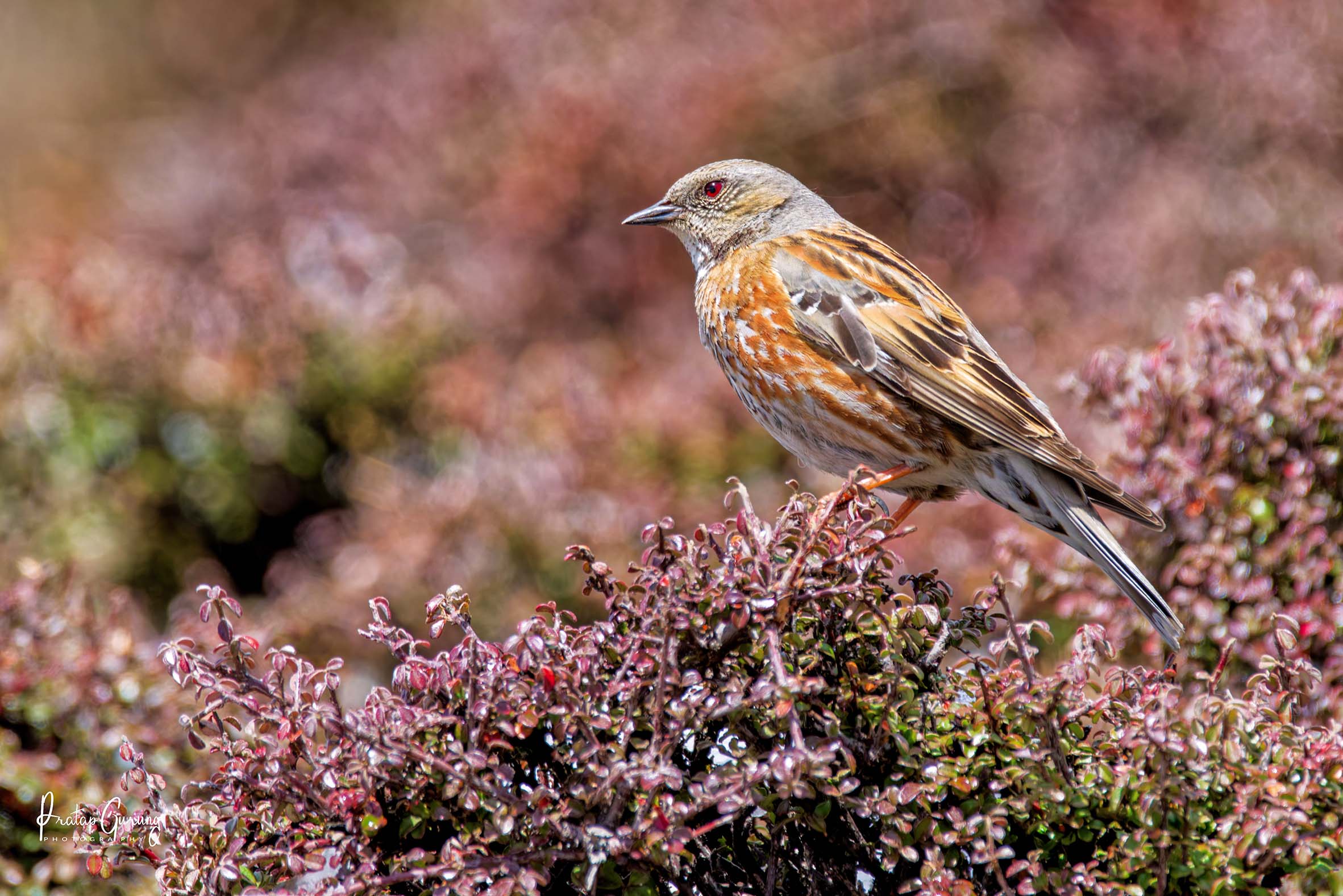 Birdwatching Trek in Gosainkunda