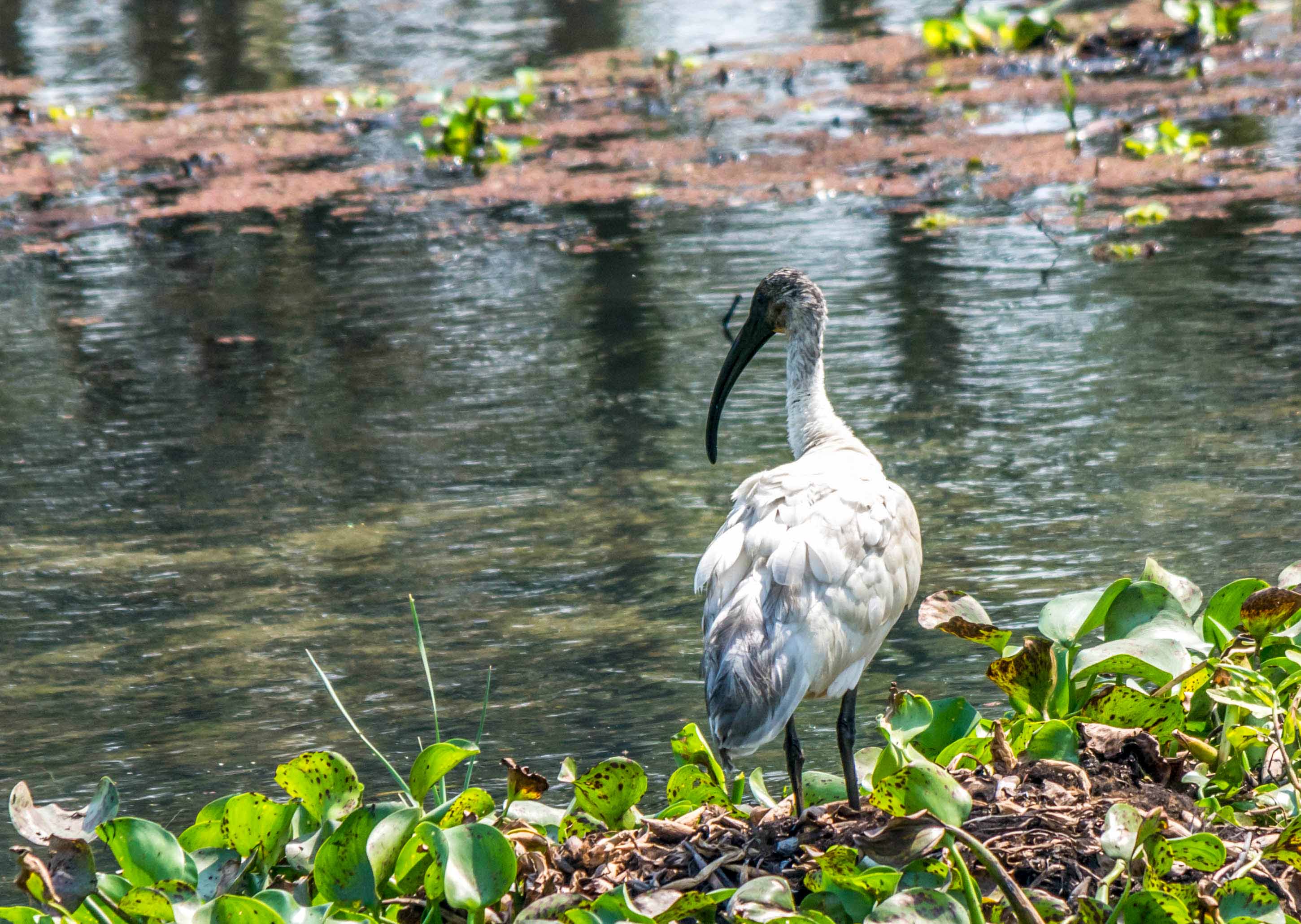 Best Places for Birdwatching in Nepal 24 Black-headed ibis
