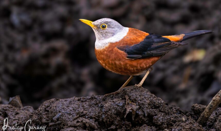 Bird Watching at Phulchowki and Godawari 7 Bird Watching at Phulchowki and Godawari