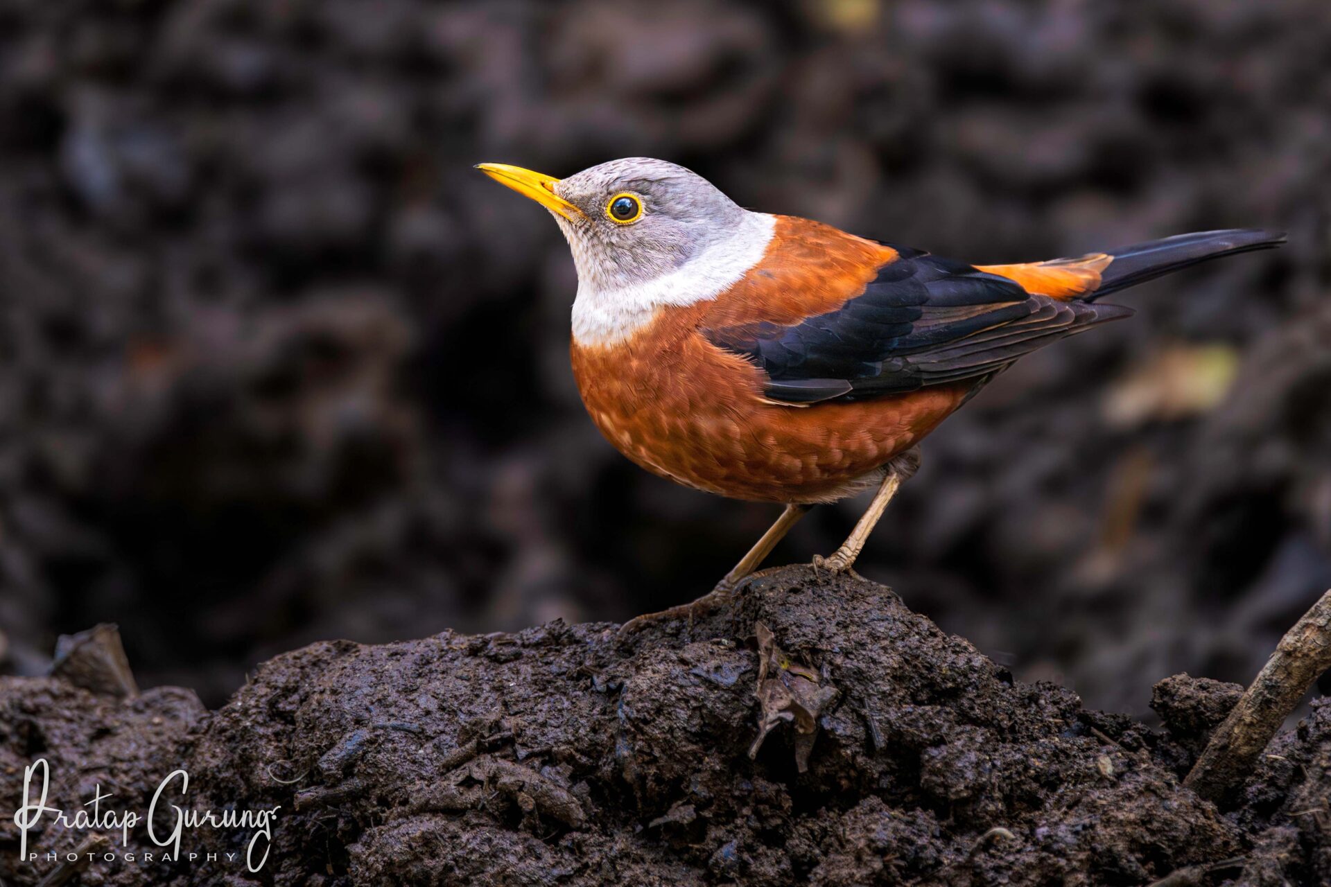 Bird Watching at Phulchowki and Godawari 2 Chestnut Thrush