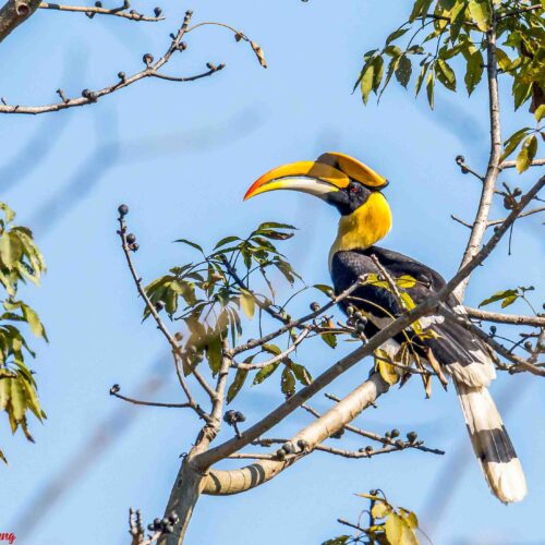 Chitwan Bird Photography Tour