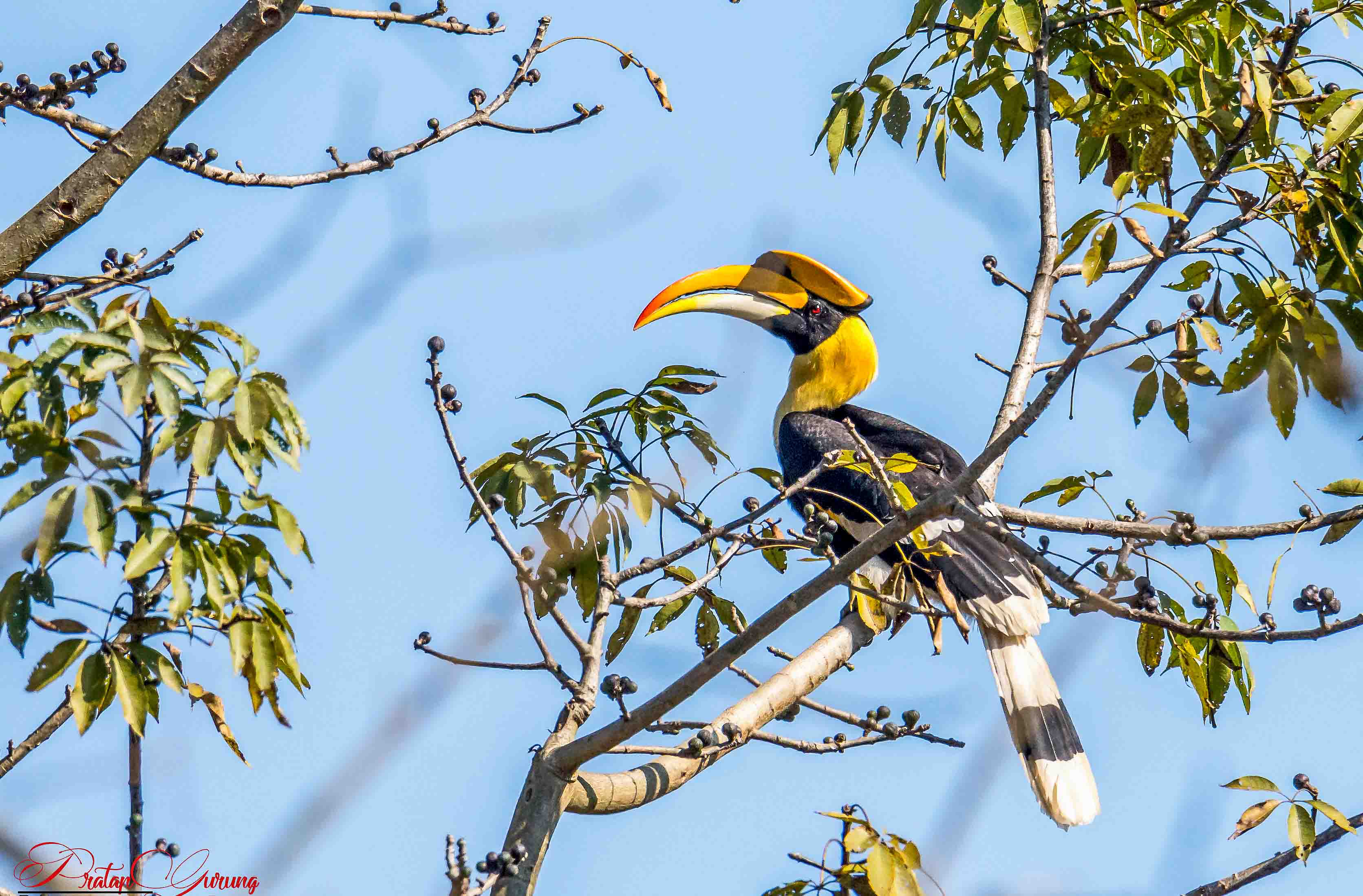Trip Search Result 3 Chitwan Bird Photography Tour