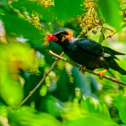 Chitwan Bird Watching Tour