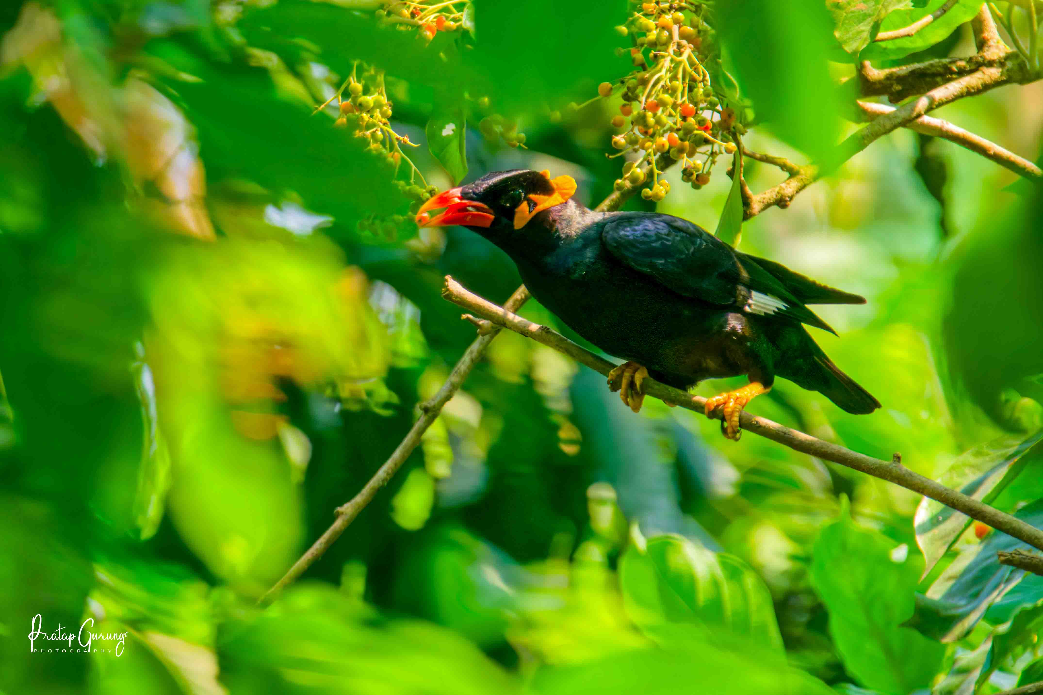 Trip Search Result 25 Chitwan Bird Watching Tour