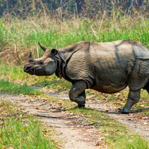 Chitwan Jungle Safari