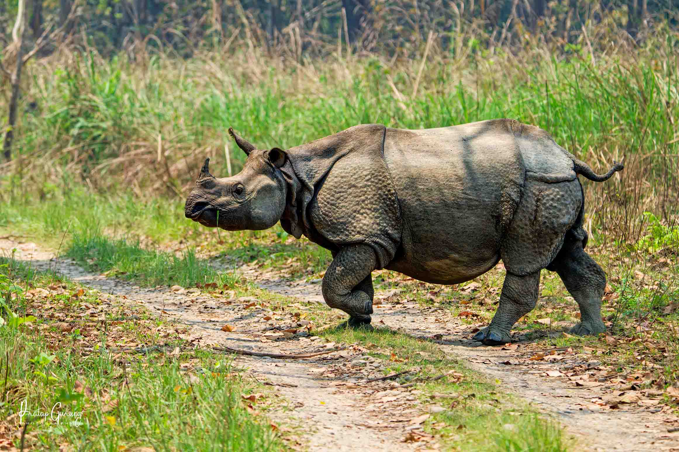 Trip Search Result 26 Chitwan Jungle Safari