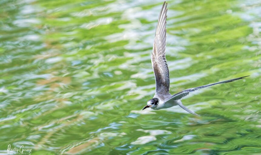 Common Tern in Kathmandu Valley