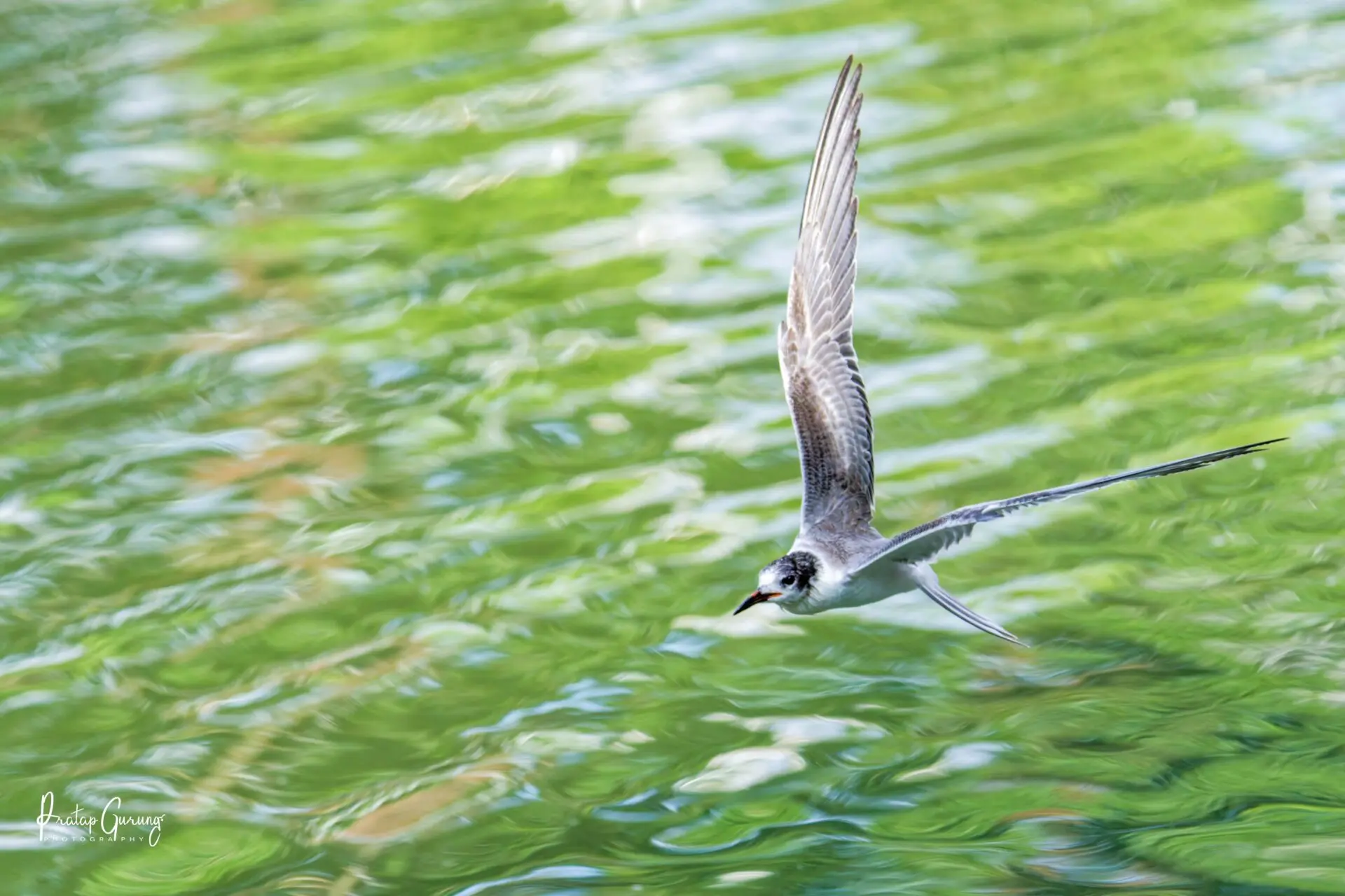 Common Tern in Kathmandu Valley