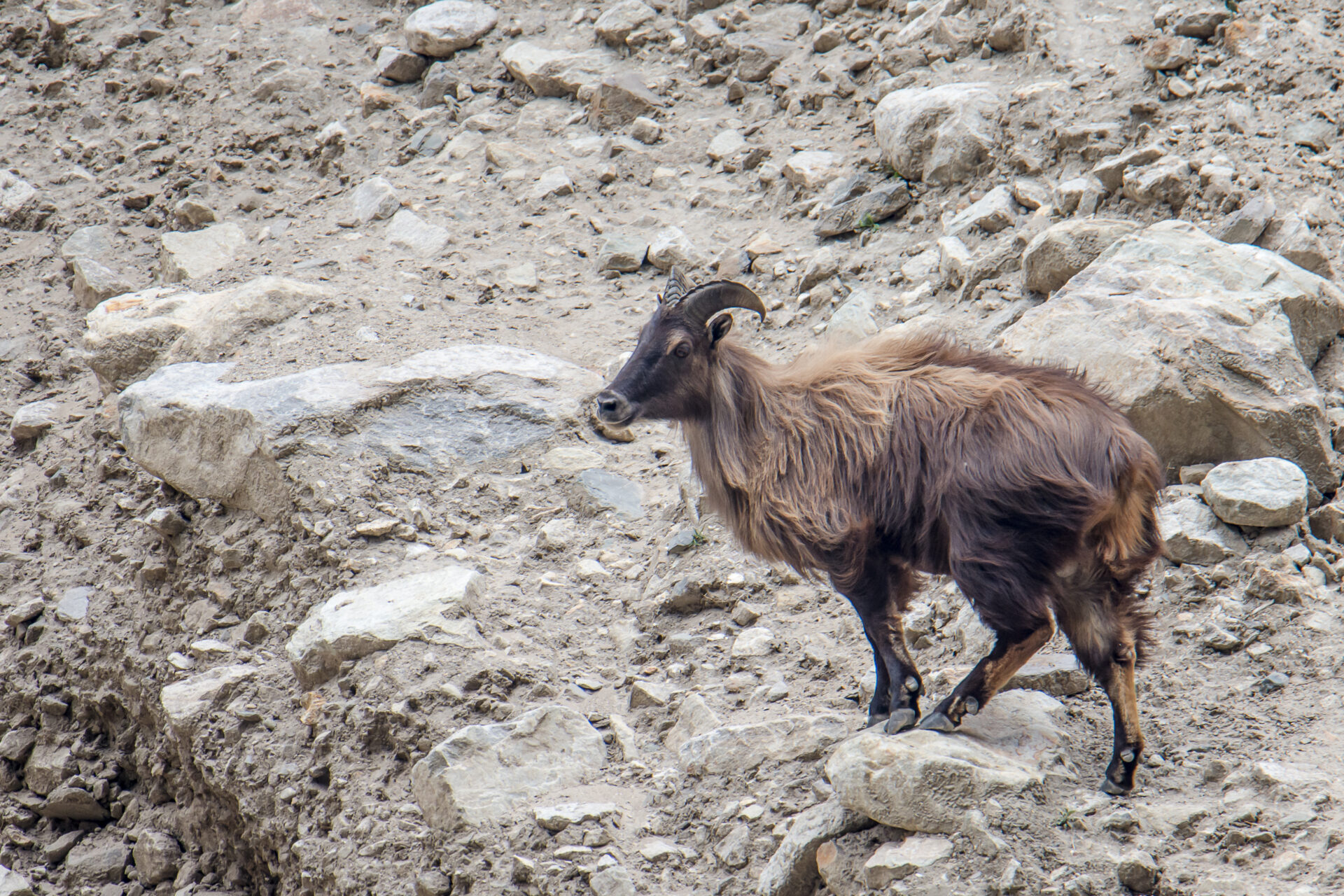 Himalayan Tahr