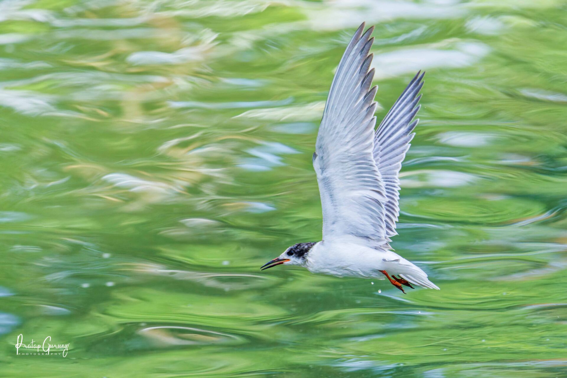Common Tern in Kathmandu Valley 1 Common Tern 1