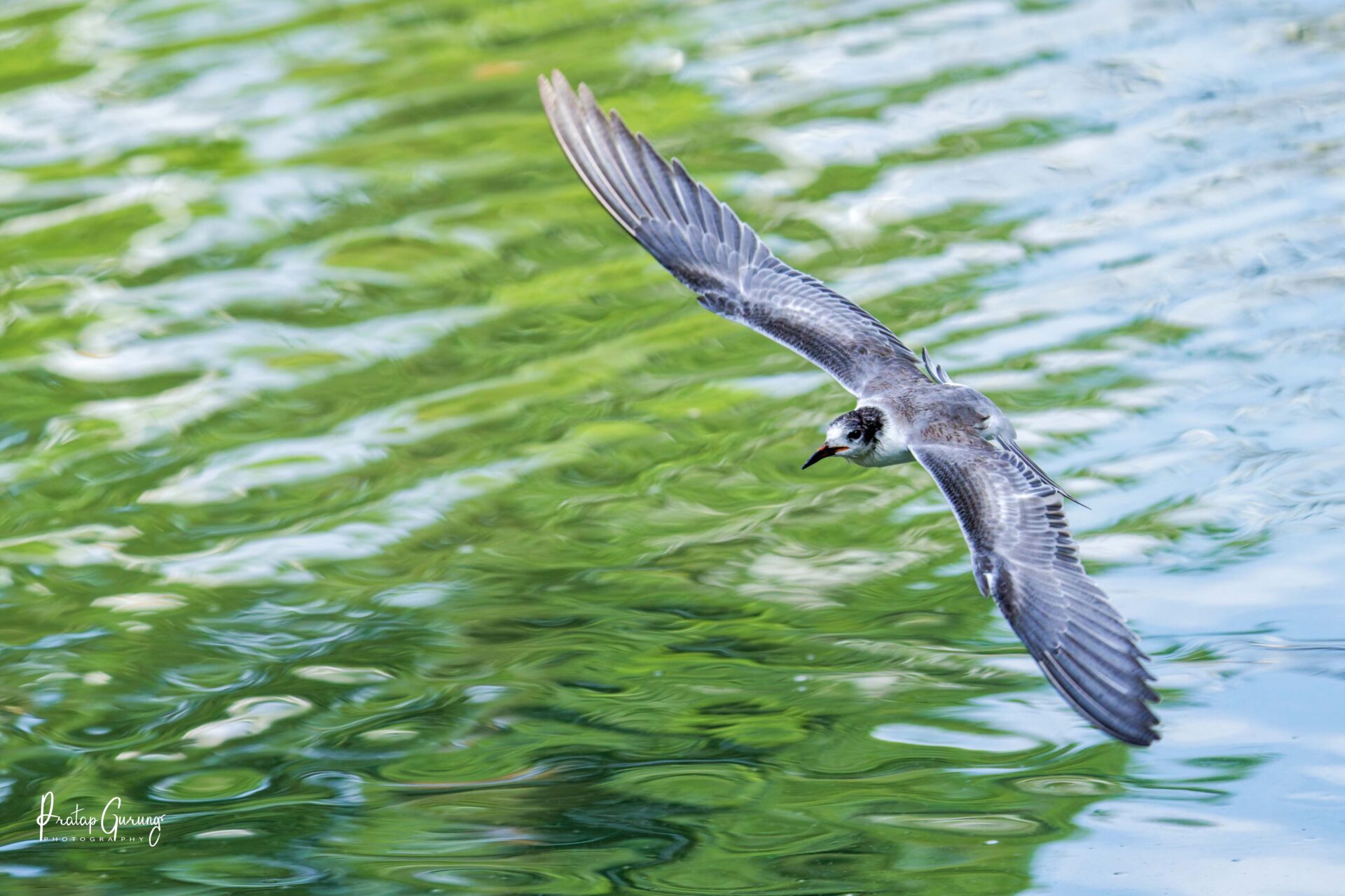 Common Tern in Kathmandu Valley 2 Common Tern 2