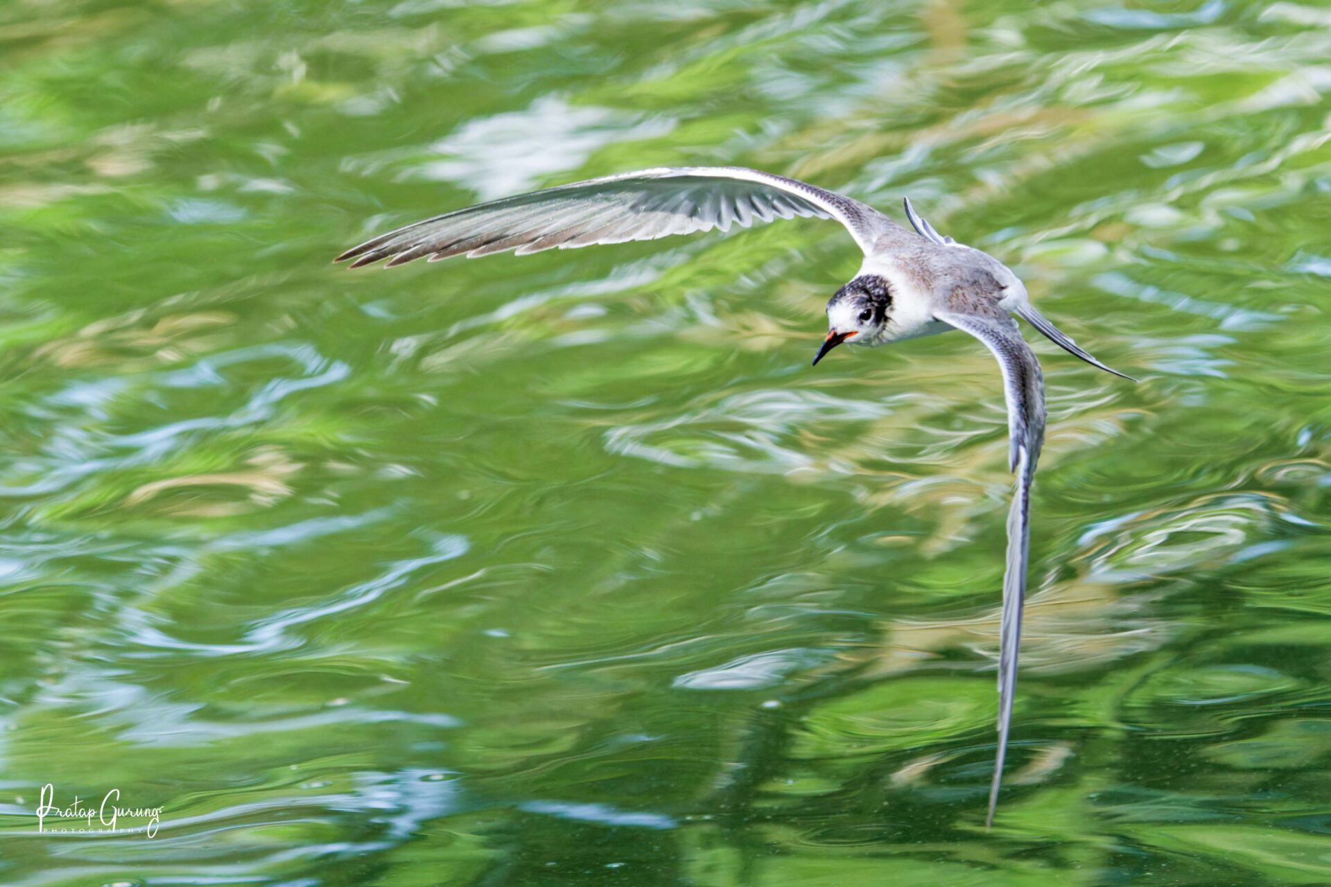 Common Tern in Kathmandu Valley 3 Common Tern 3