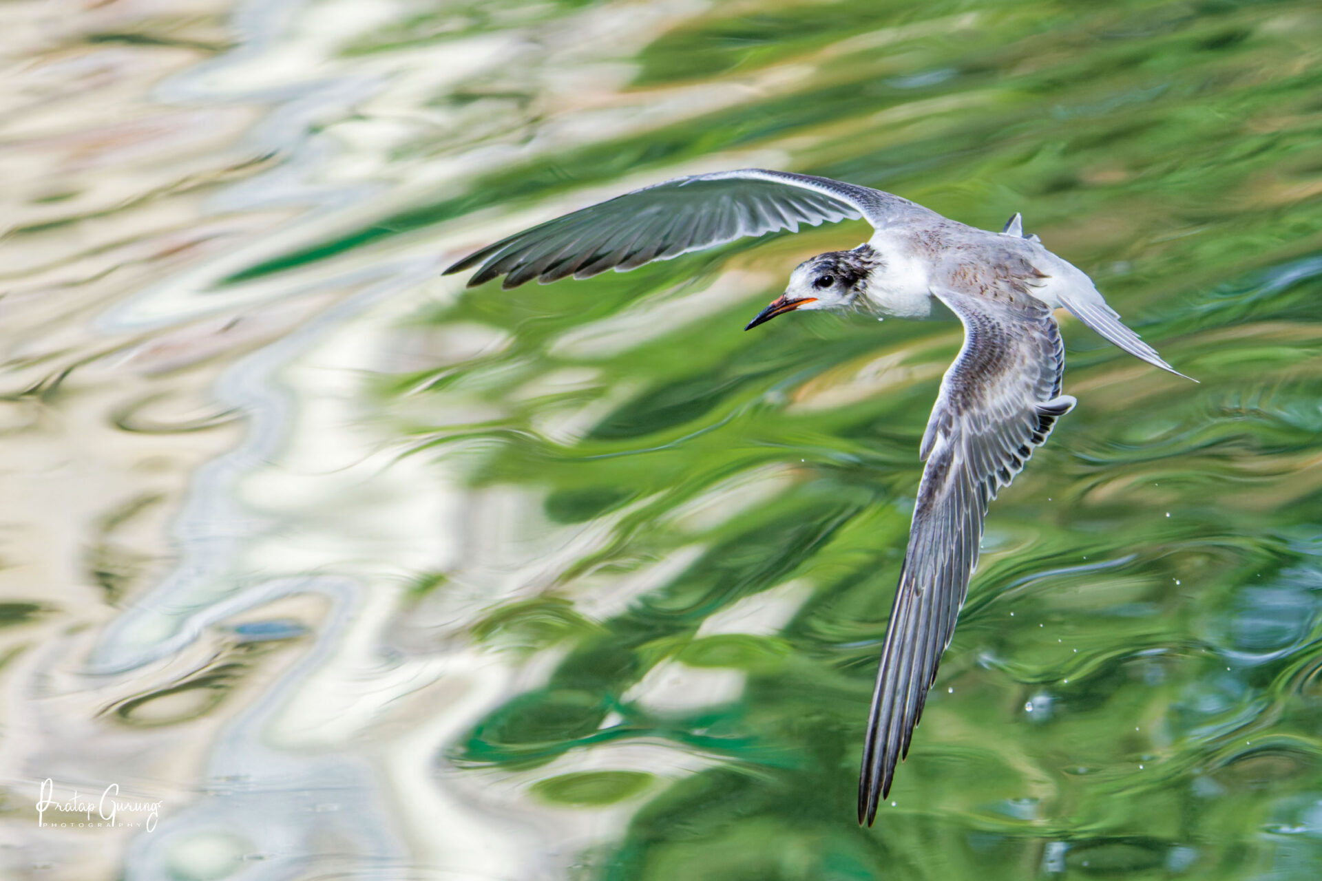Common Tern in Kathmandu Valley 4 DSC7770 Nepal Birding Tour | Bird watching in Nepal | Himalayan birding Trek