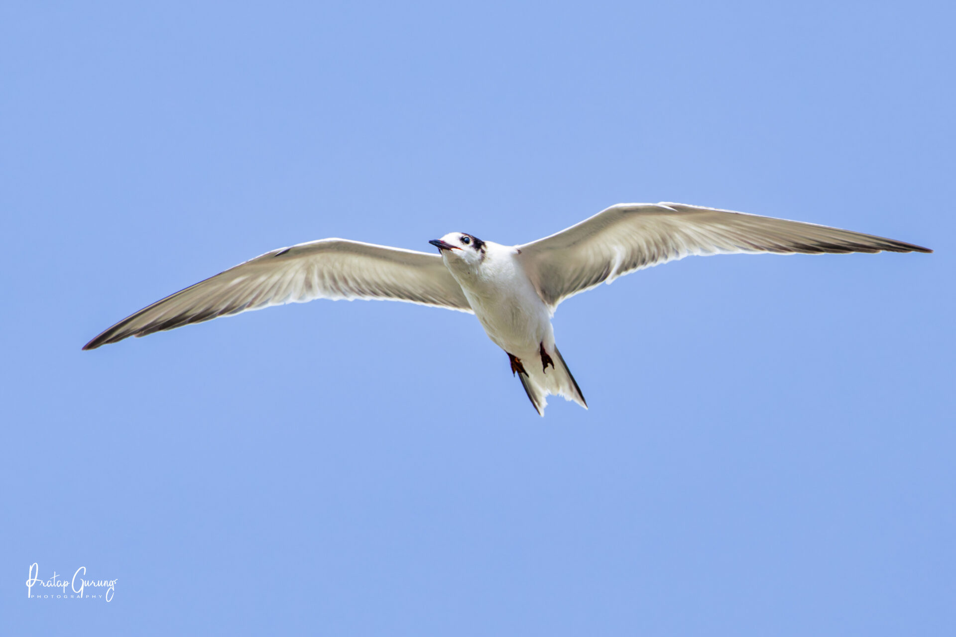 Common Tern in Kathmandu Valley 5 Common Tern 4
