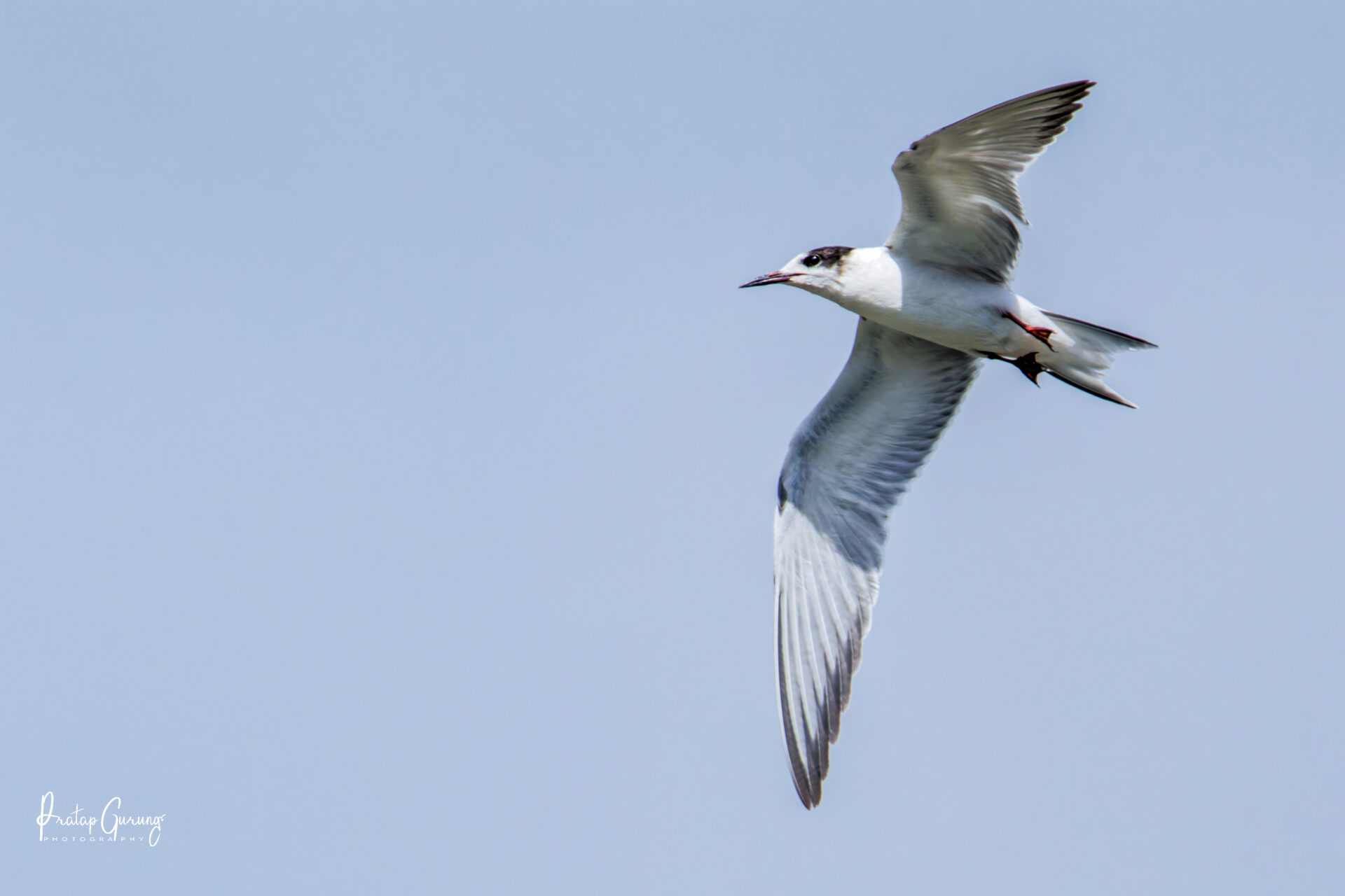 Common Tern in Kathmandu Valley 6 Common Tern identification Nepal