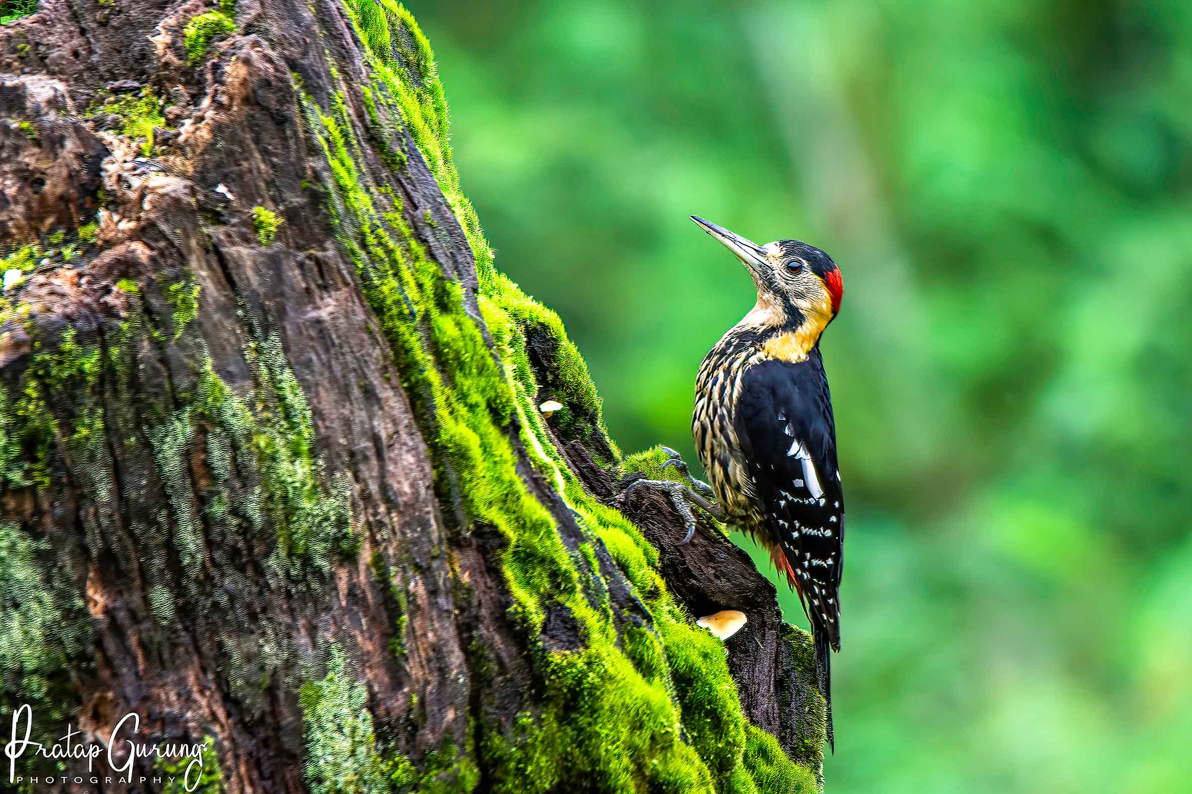 Best Places for Birdwatching in Nepal 11 Darjeeling woodpecker