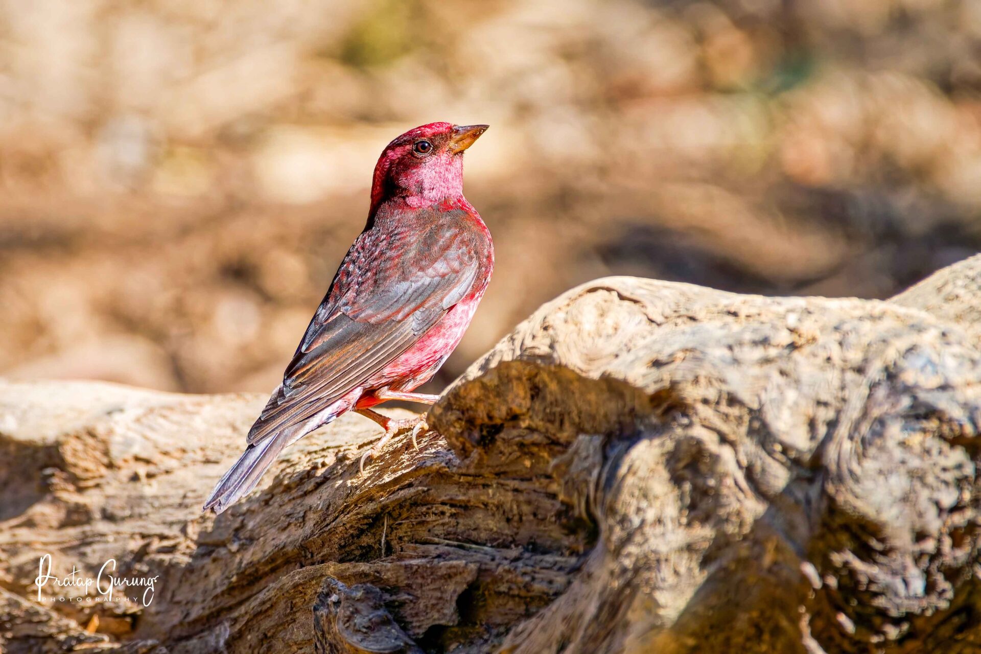 Best Places for Birdwatching in Nepal 12 Dark-breasted rosefinch