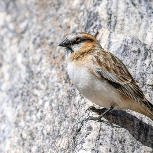 Everest Base Camp Bird Watching