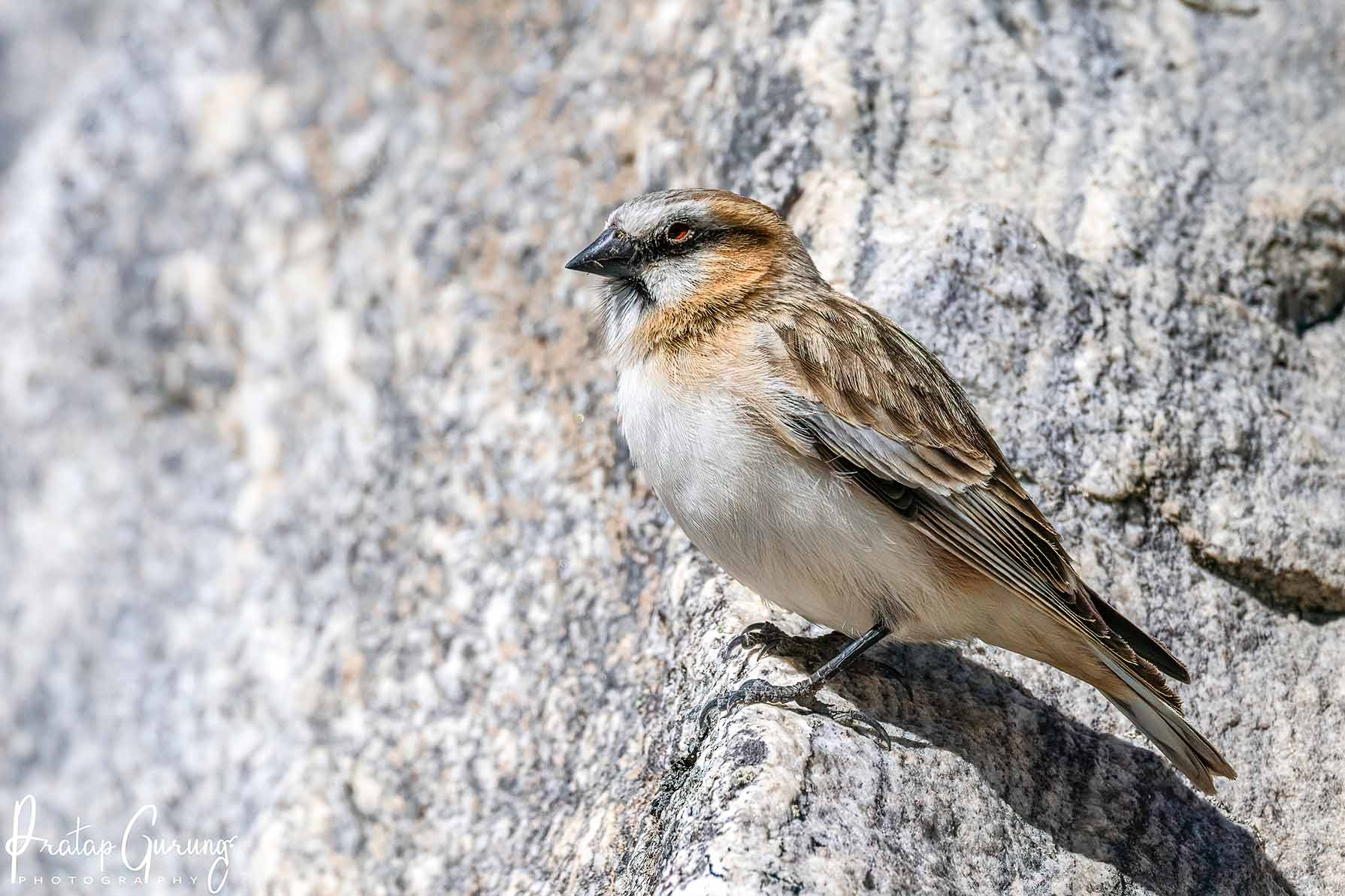 Trip Search Result 35 Everest Base Camp Bird Watching