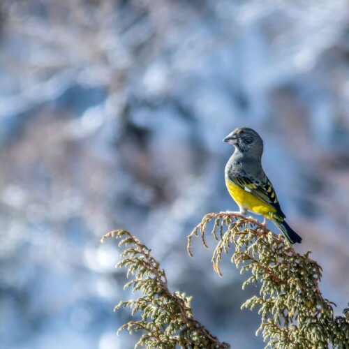 Everest bird watching trek