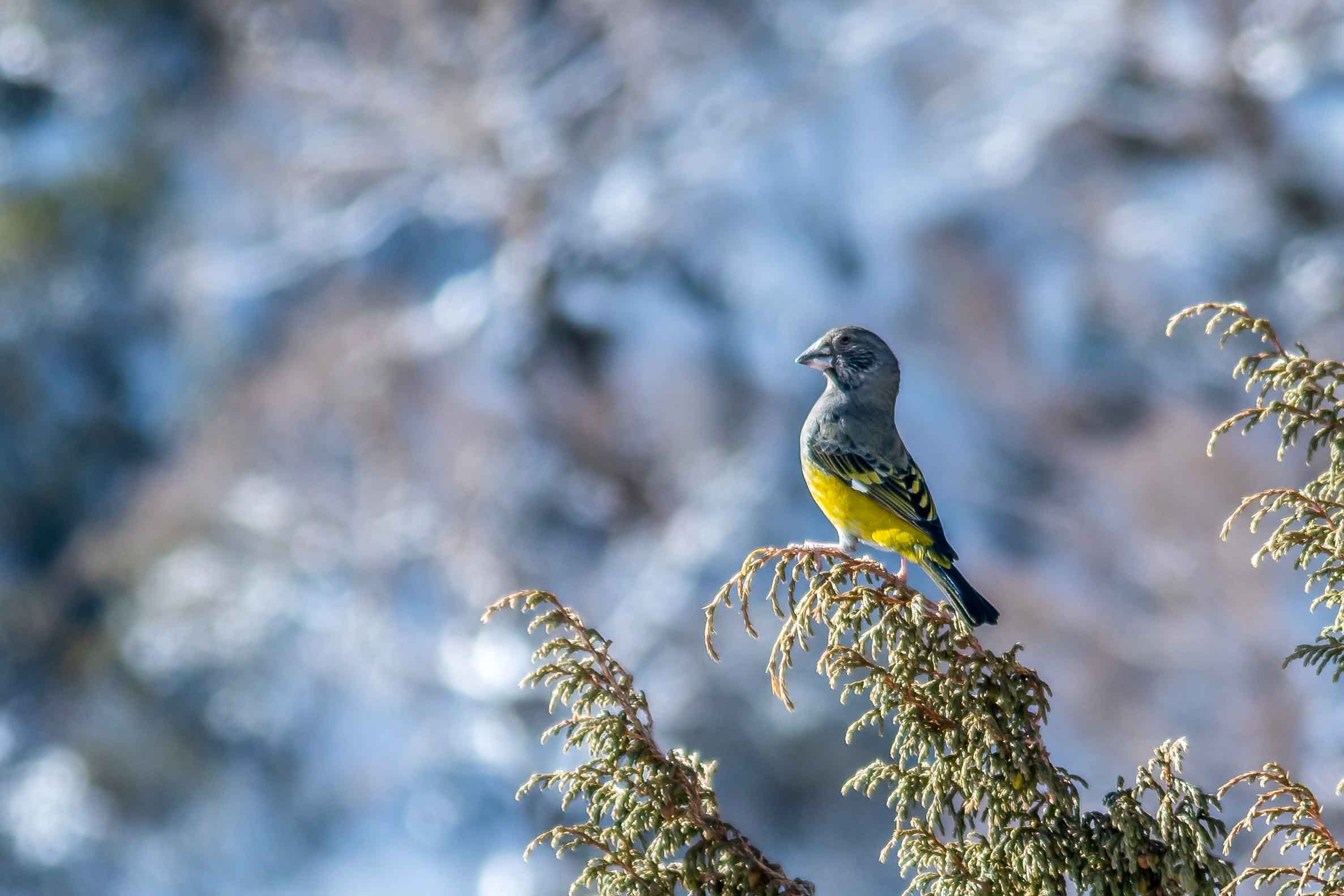 Trip Search Result 36 Everest bird watching trek