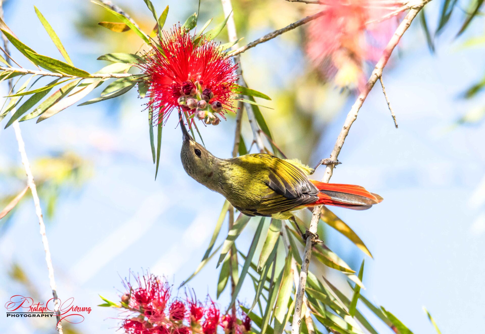 Best Places for Birdwatching in Nepal 15 Fire-tailed sunbird
