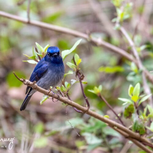 Godawari birdwatching