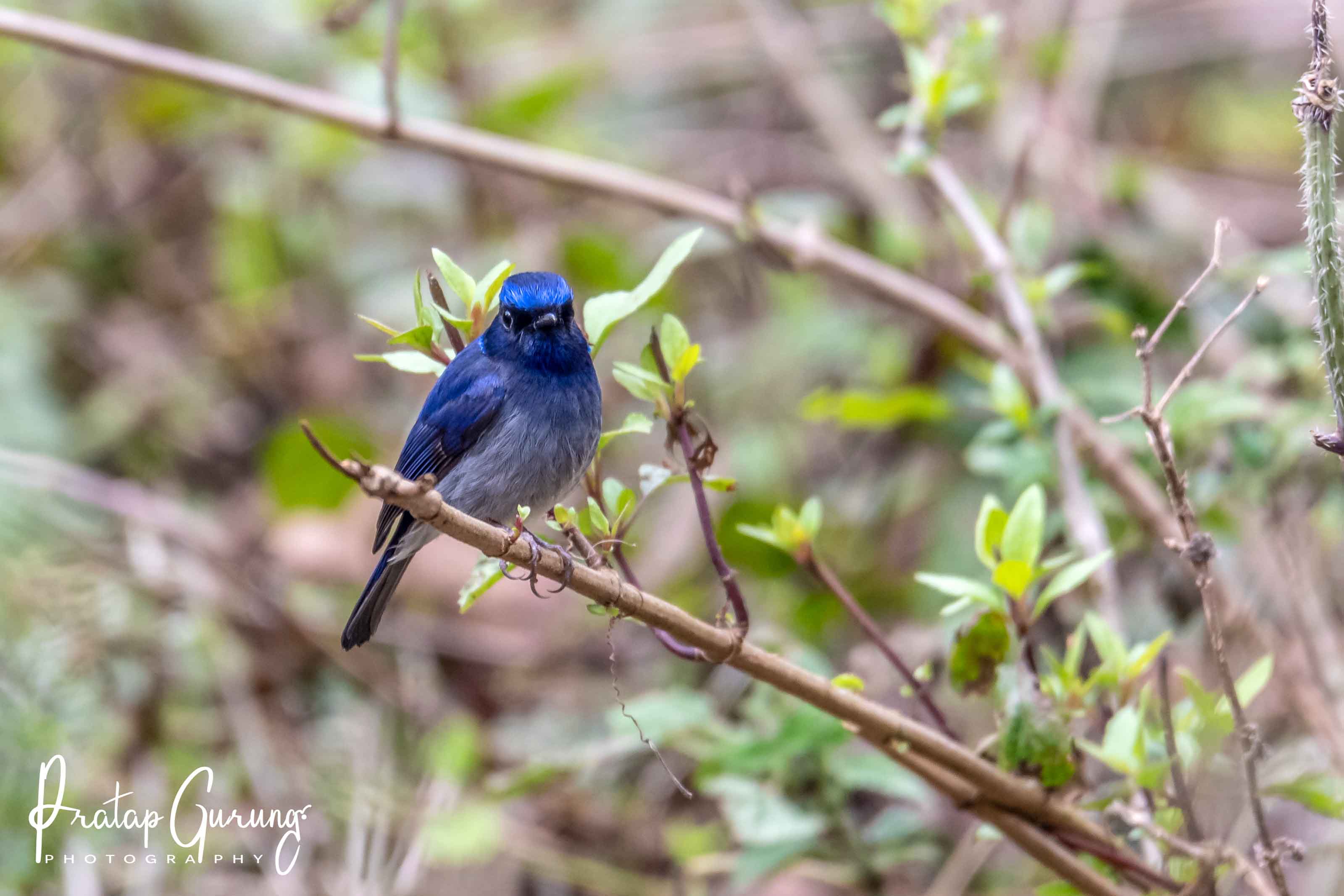 Godawari birdwatching