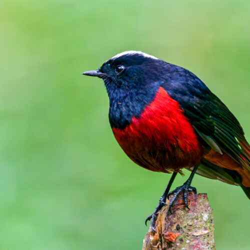 Gosainkunda Birdwatching Trek