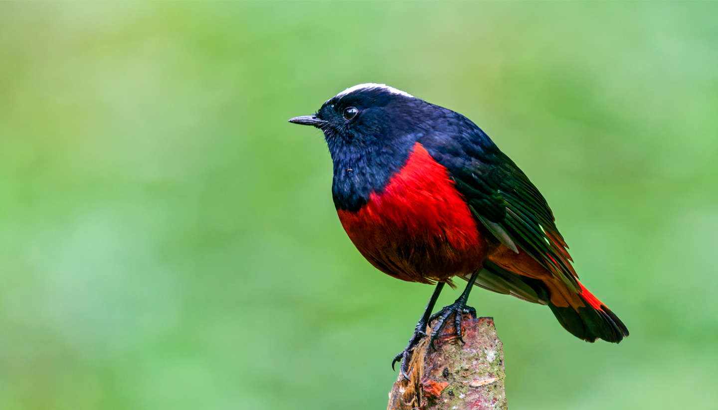 Gosainkunda Birdwatching Trek