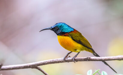 Gosaikunda Birdwatching Trek