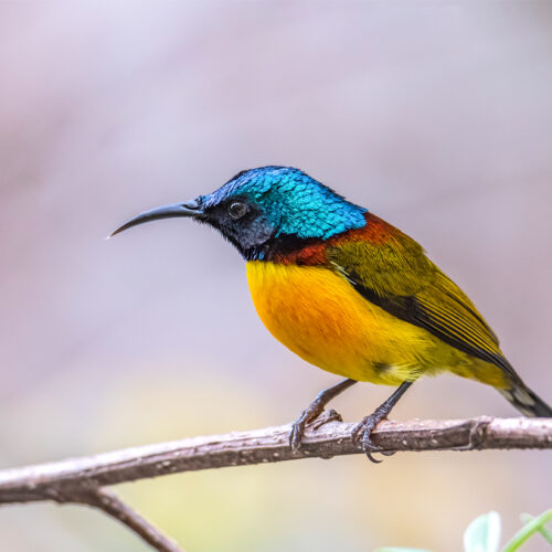 Gosainkunda Birdwatching Trek