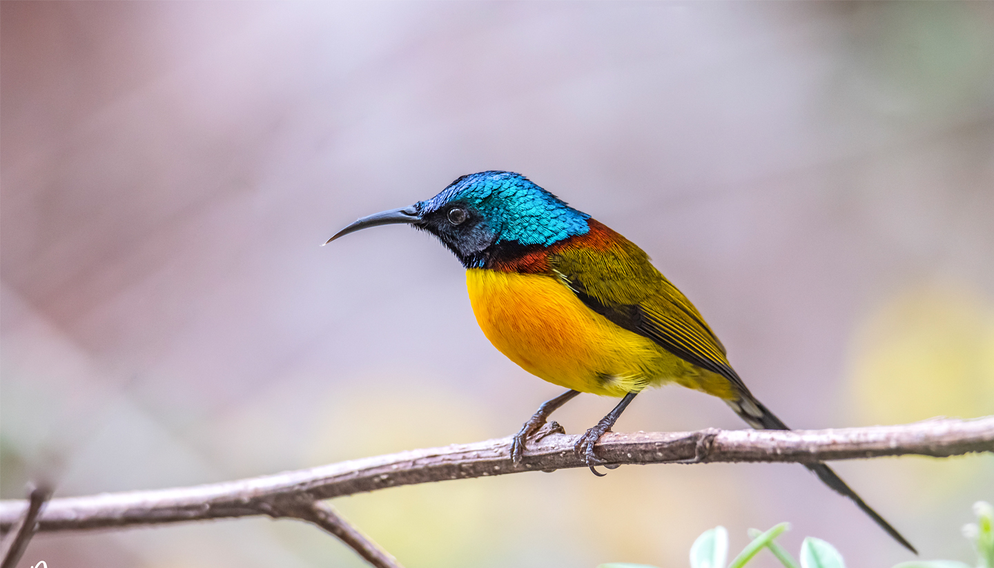 Gosainkunda Birdwatching Trek