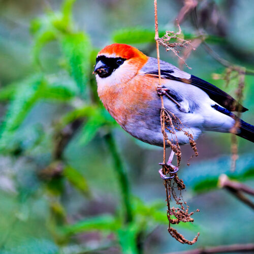 Gosainkunda Birdwatching Trek Nepal
