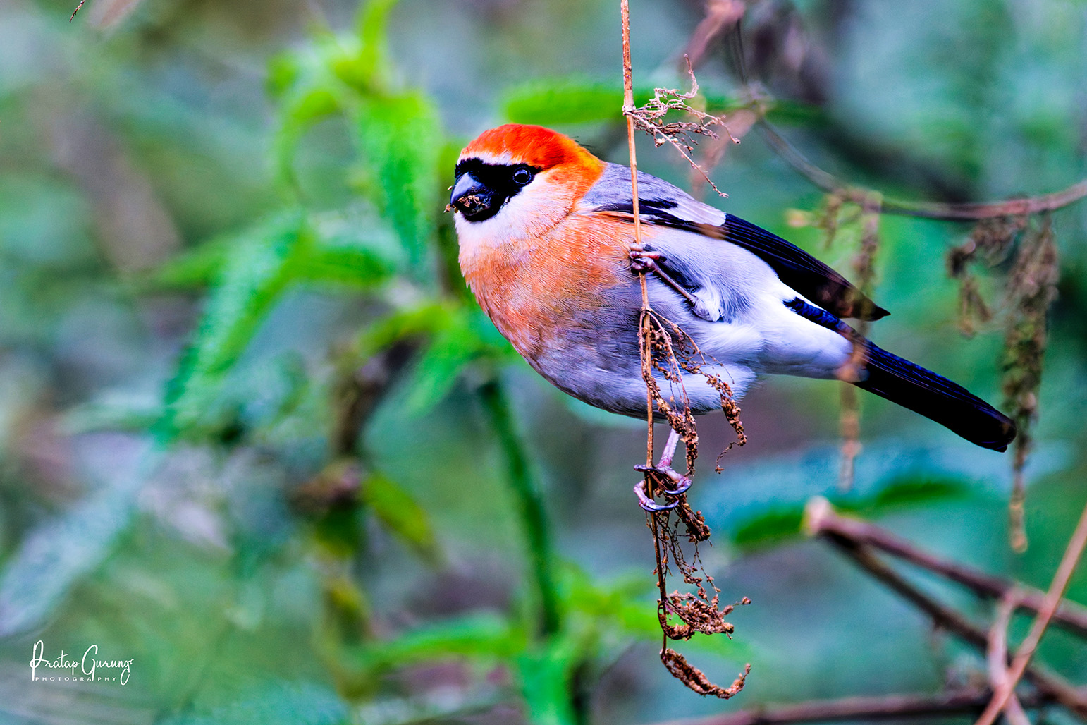 Gosainkunda Birdwatching Trek Nepal