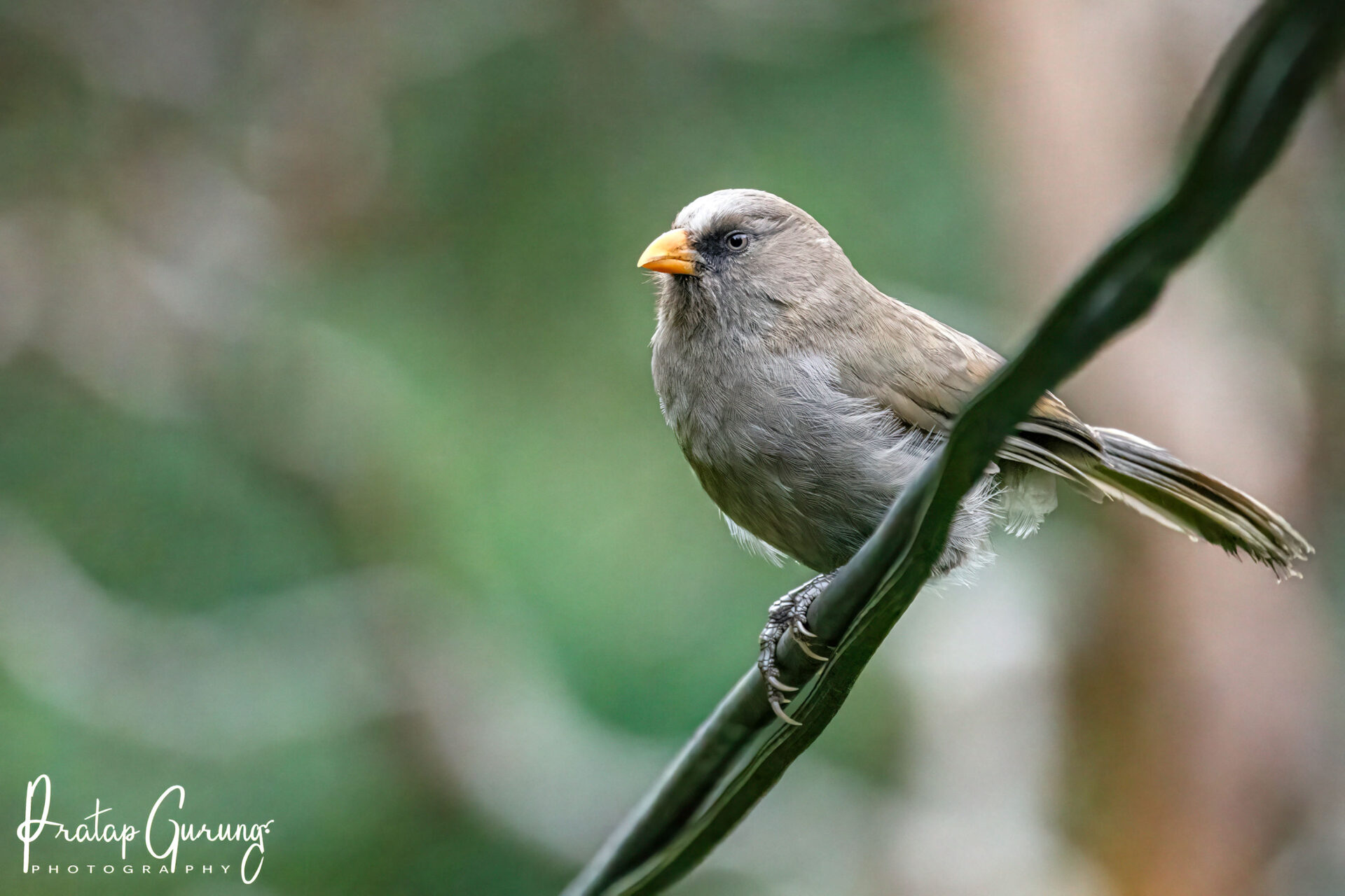 Best Places for Birdwatching in Nepal 32 Great parrotbill
