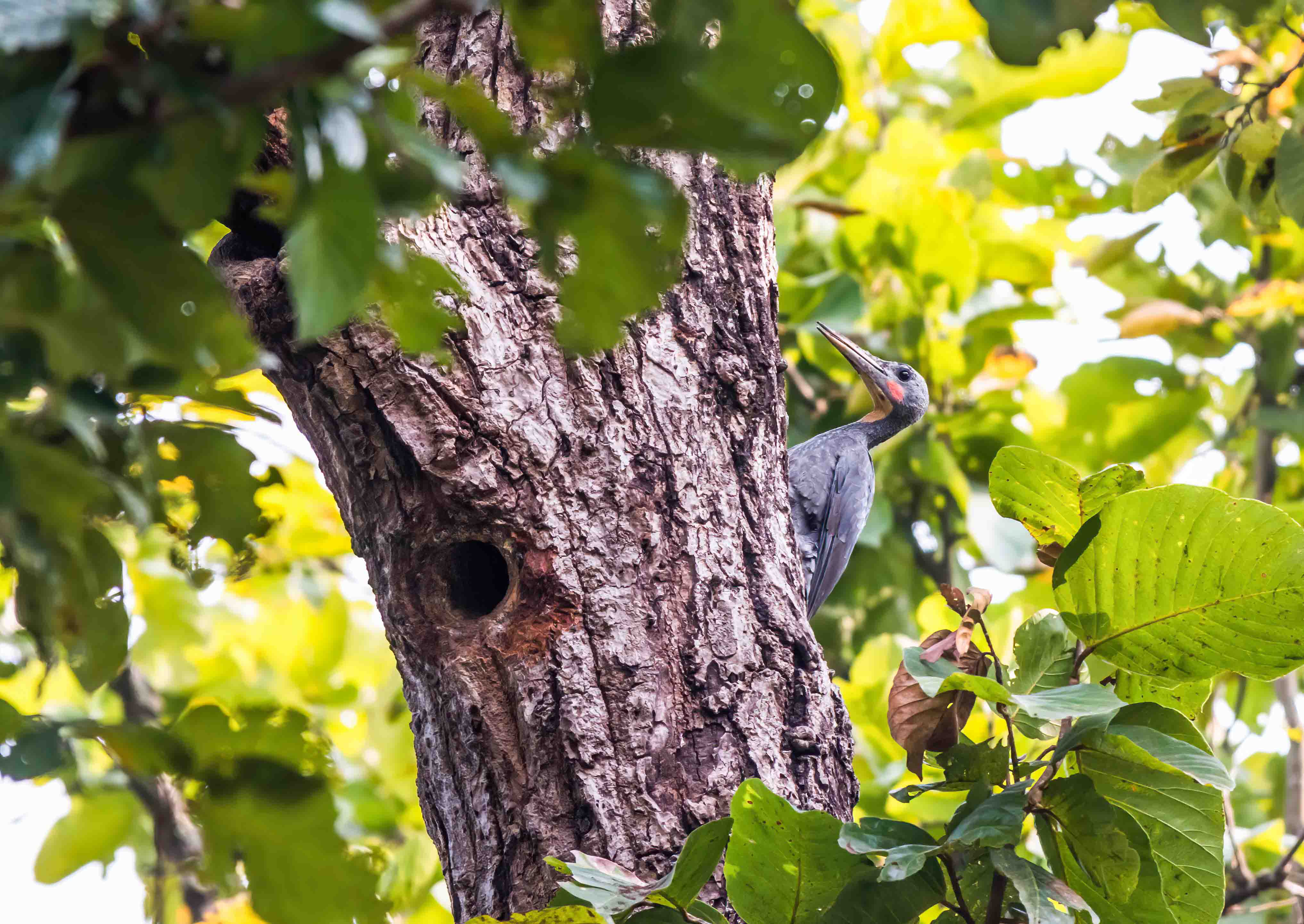 Best Places for Birdwatching in Nepal 39 Great slaty woodpecker