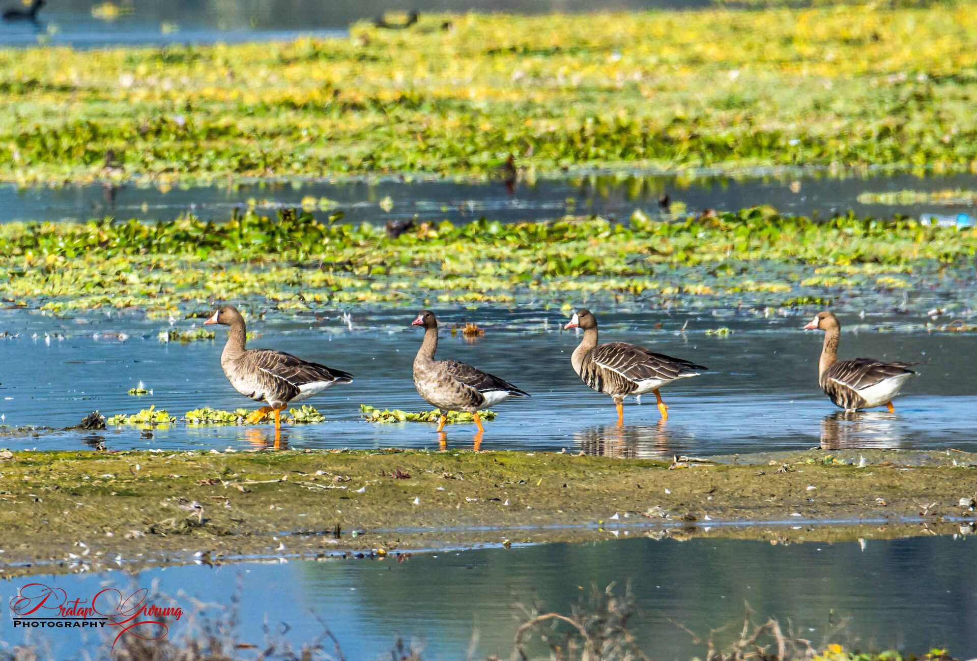 Best Places for Birdwatching in Nepal 25 Greater white-fronted goose