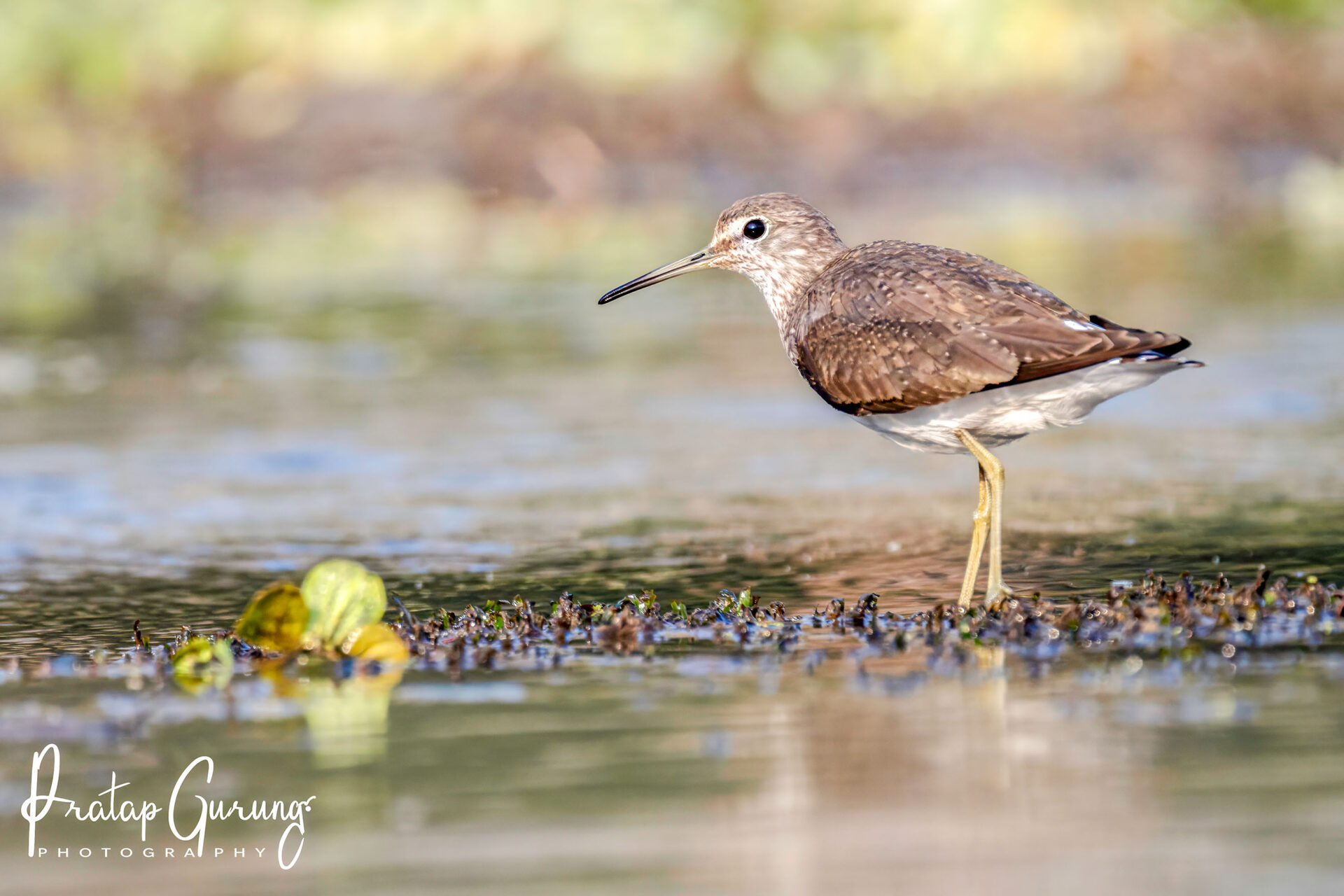 Best Places for Birdwatching in Nepal 17 Green Sandpiper