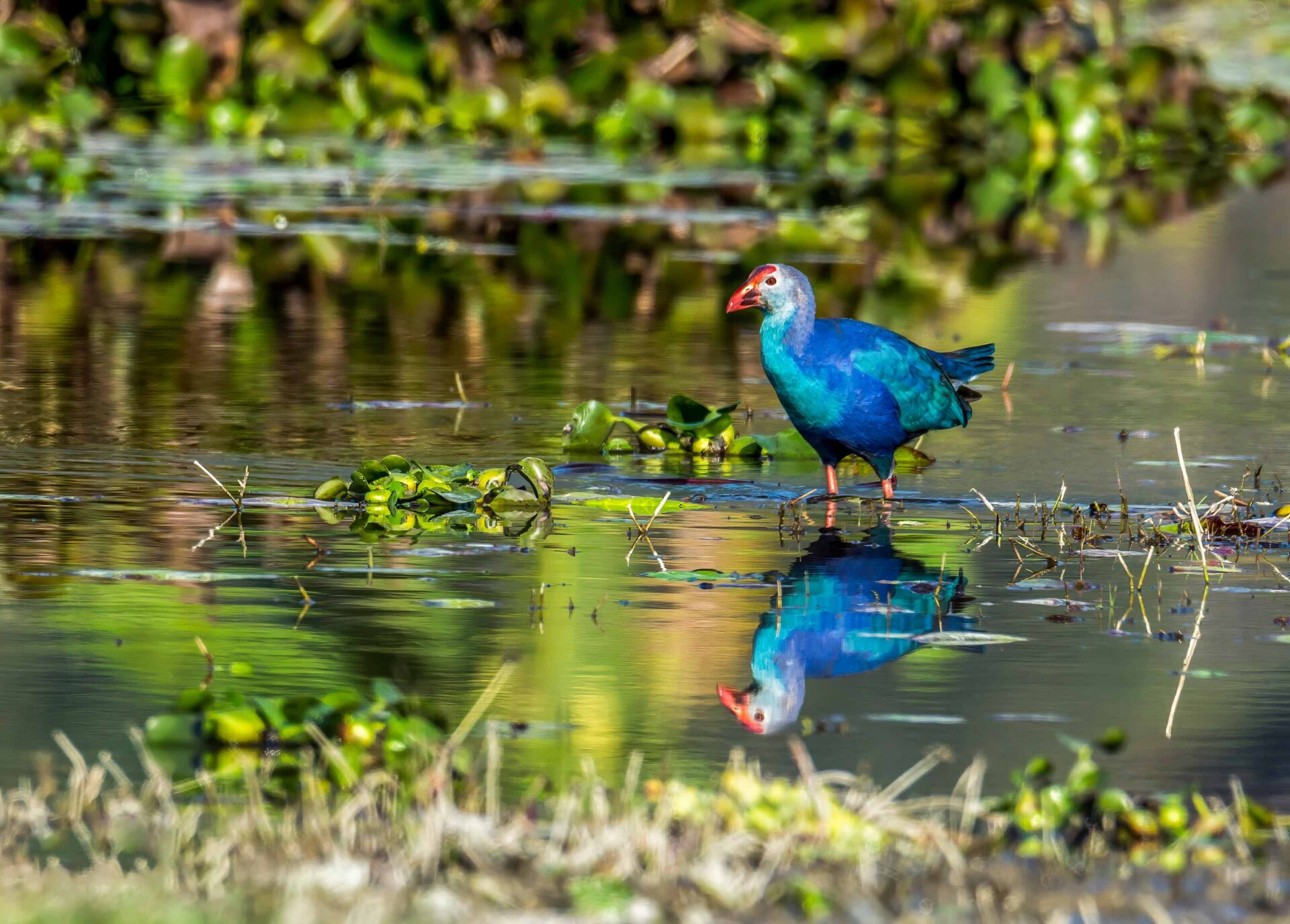 Best Places for Birdwatching in Nepal 27 Grey-headed swamphen