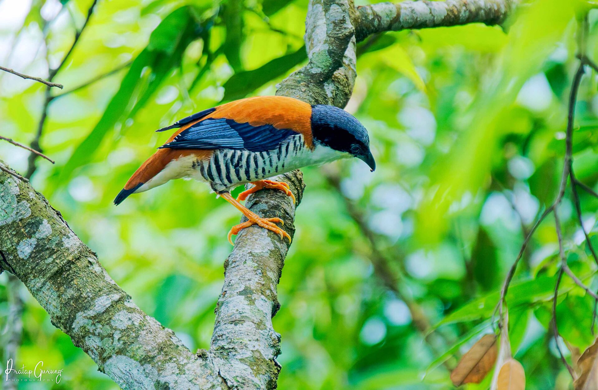 Best Places for Birdwatching in Nepal 4 Himalayan Cutia